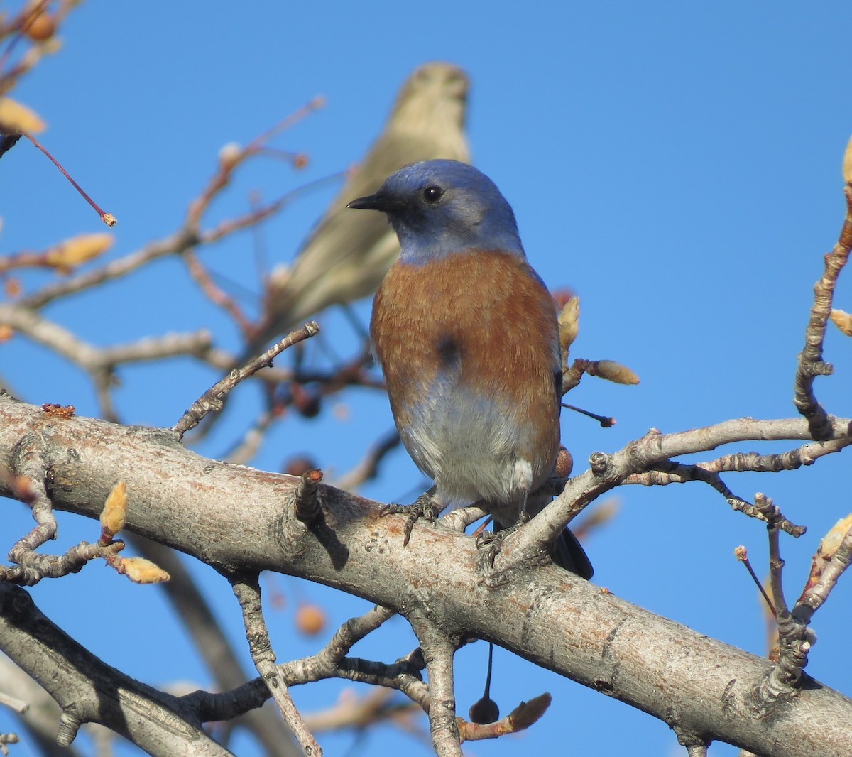 Западная сиалия - ML647092288
