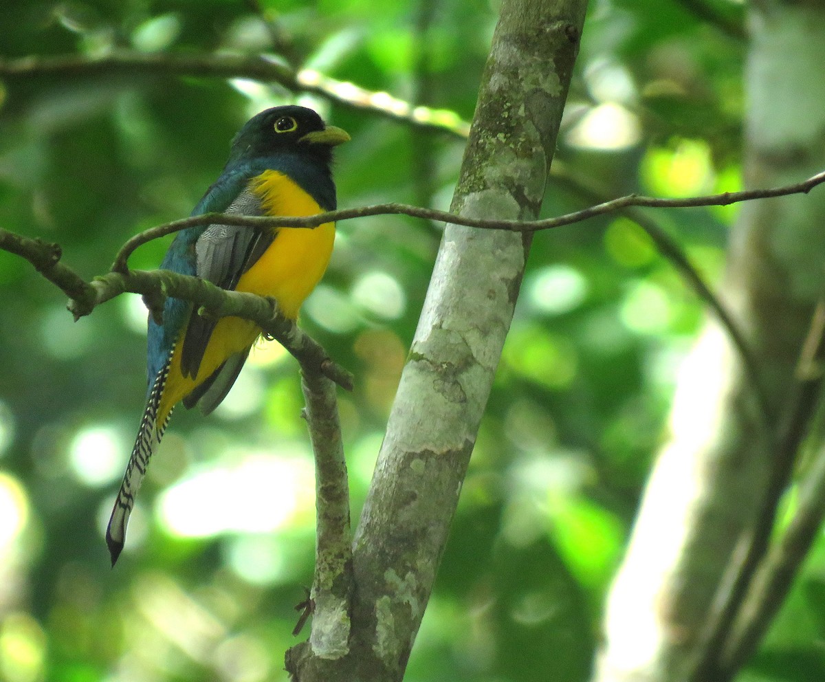 Choco Black-throated Trogon - ML647092293