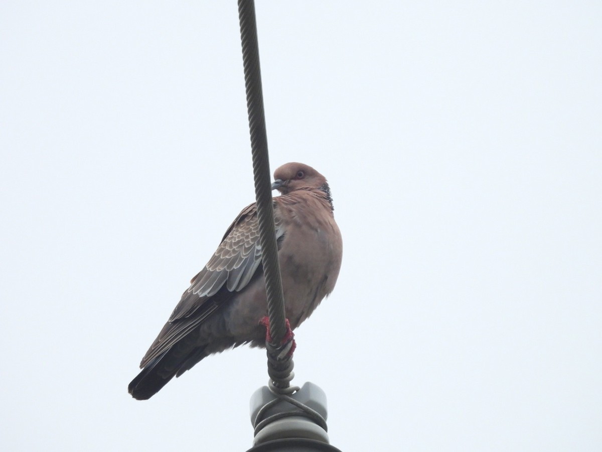 Paloma Picazuró - ML647092298