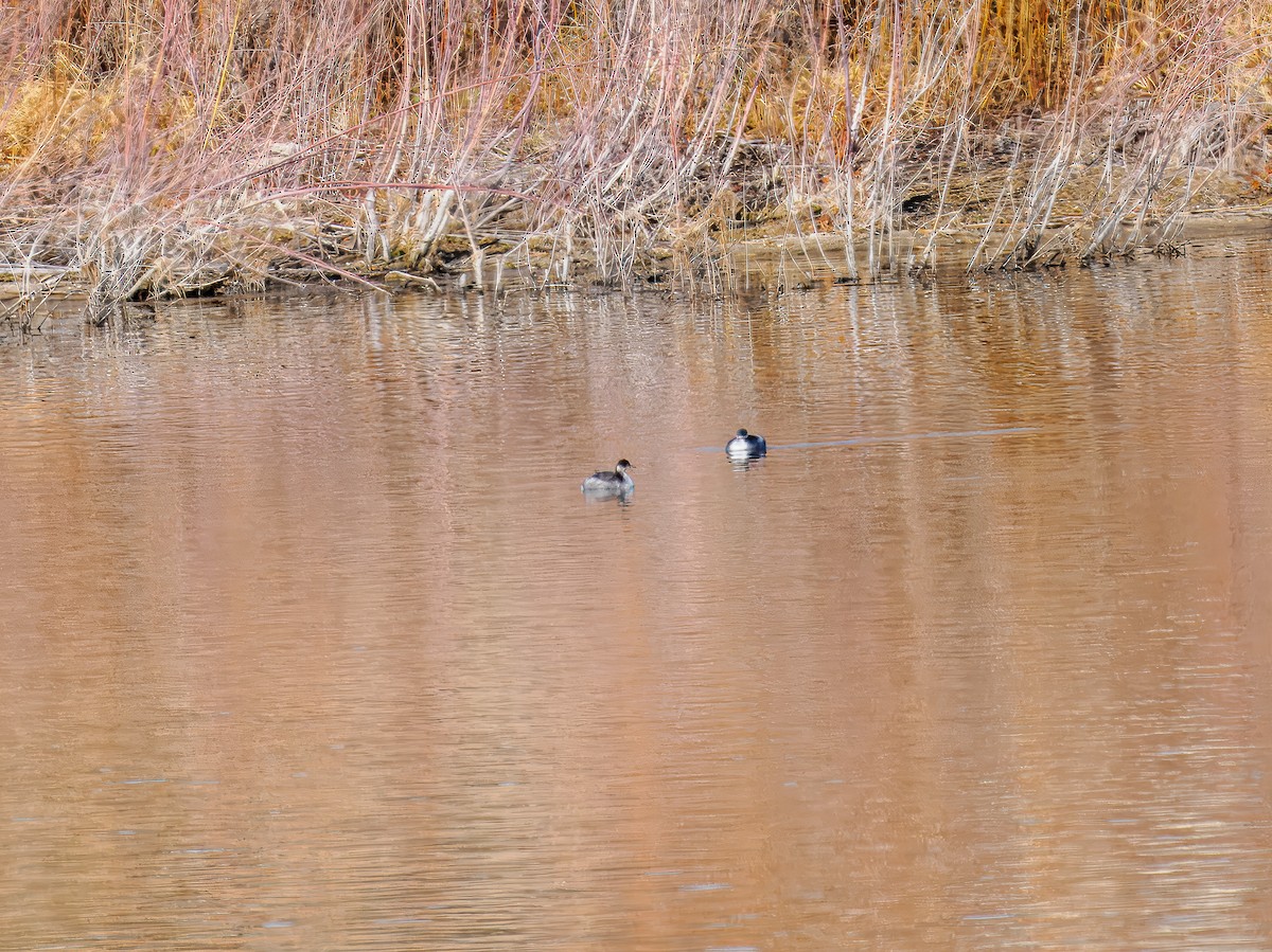 Eared Grebe - ML647092302