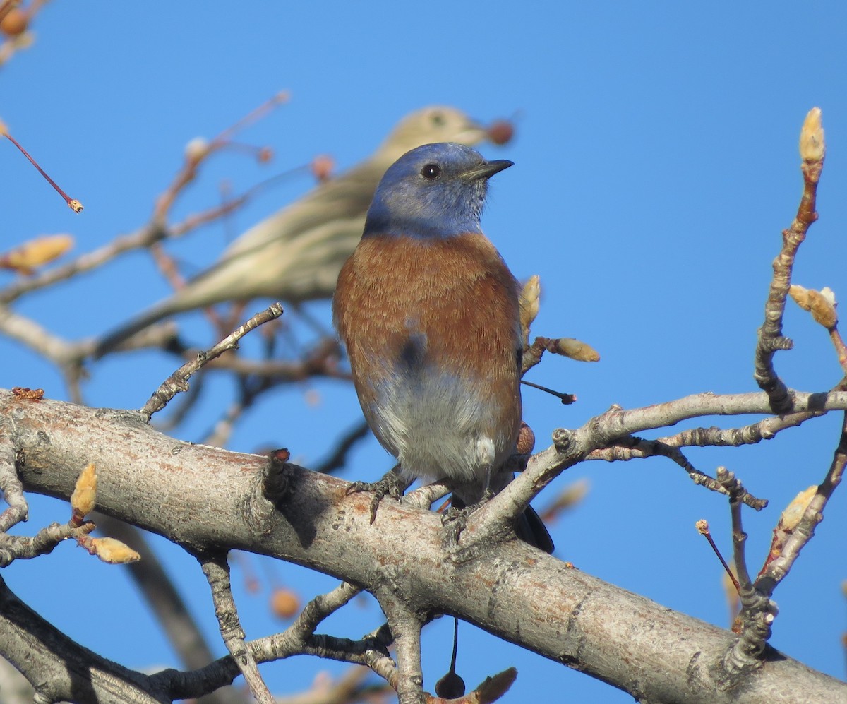 Западная сиалия - ML647092303