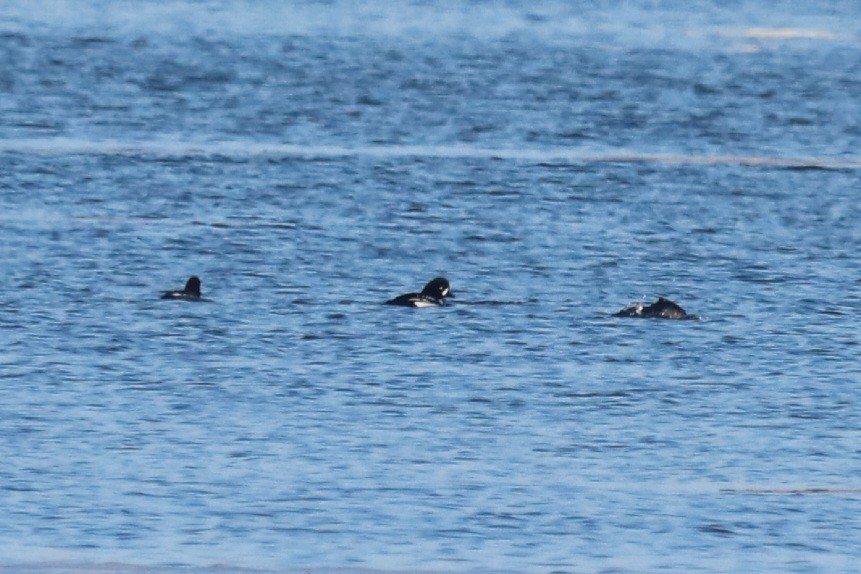 Barrow's Goldeneye - ML647092317