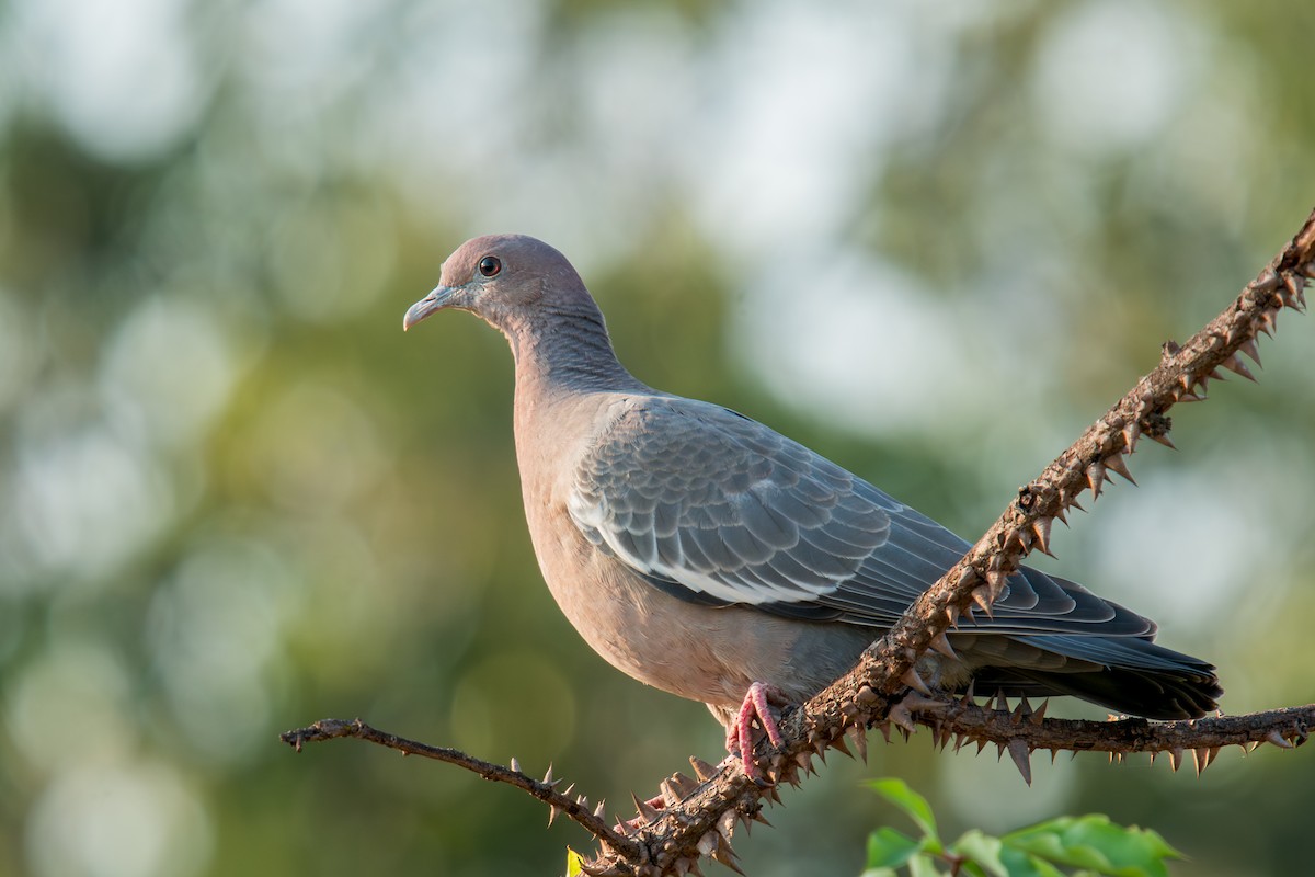 Paloma Picazuró - ML647092354