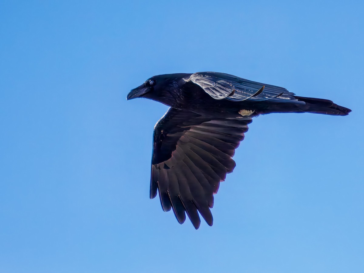 Cuervo Grande - ML647092355