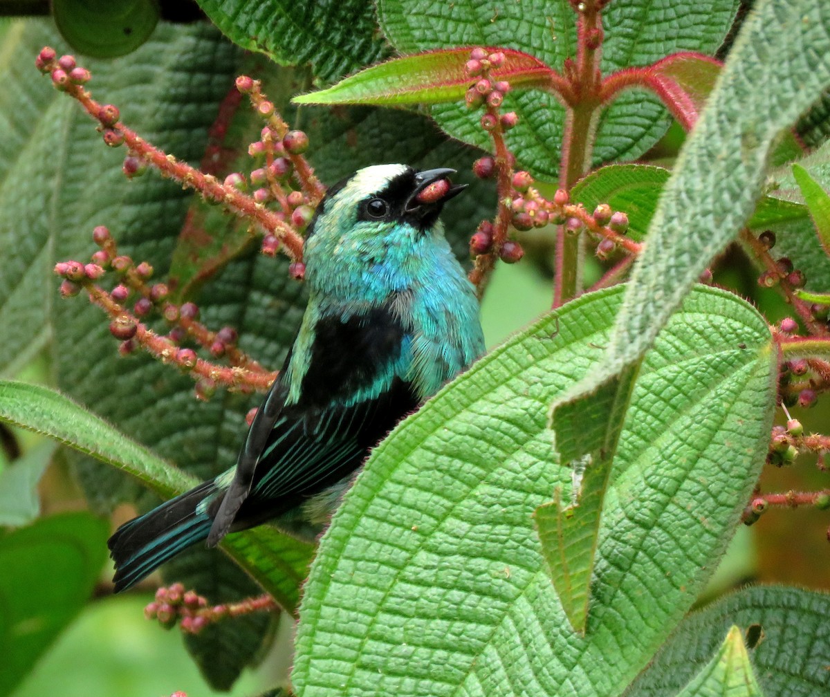 Metallic-green Tanager - ML647092356