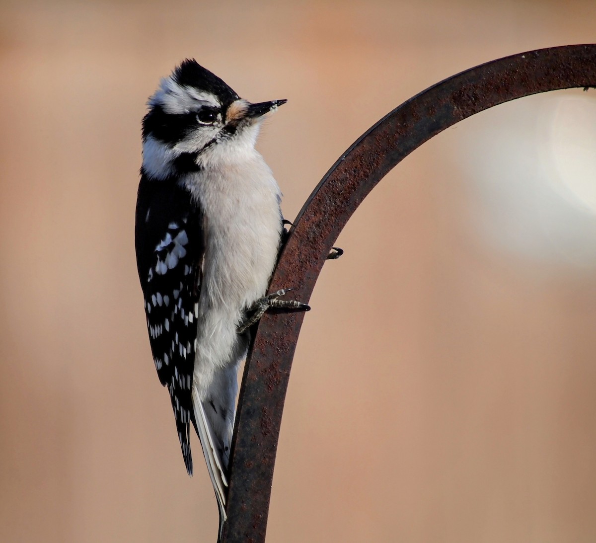Downy Woodpecker - ML647092361