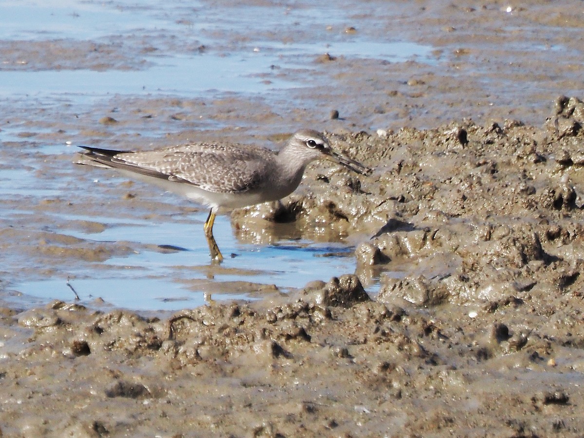 Gray-tailed Tattler - ML647092363
