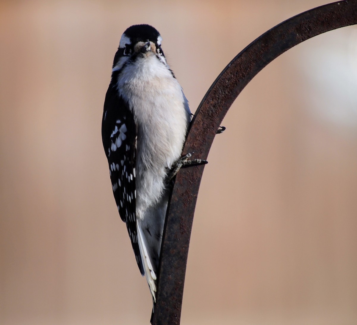 Downy Woodpecker - ML647092366