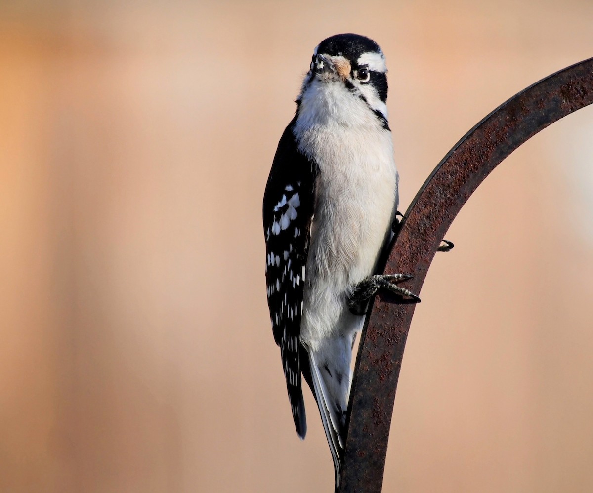 Downy Woodpecker - ML647092370