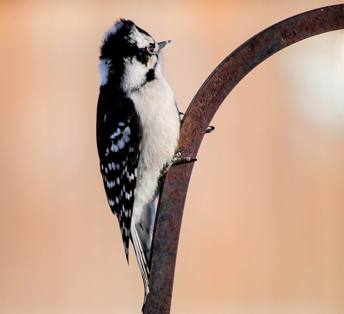 Downy Woodpecker - ML647092382