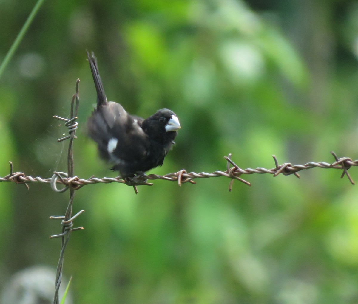 Large-billed Seed-Finch - ML647092385