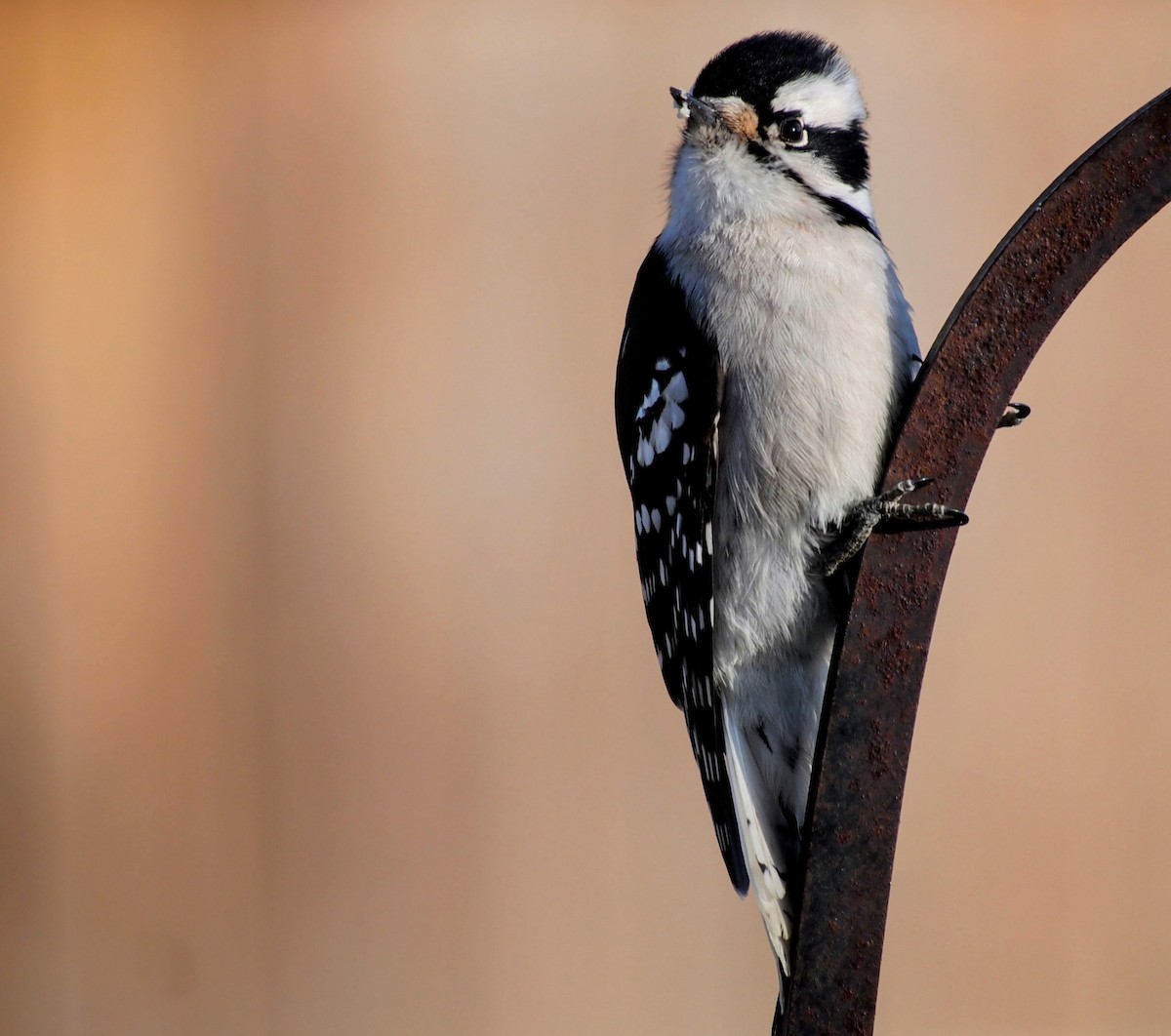 Downy Woodpecker - ML647092390