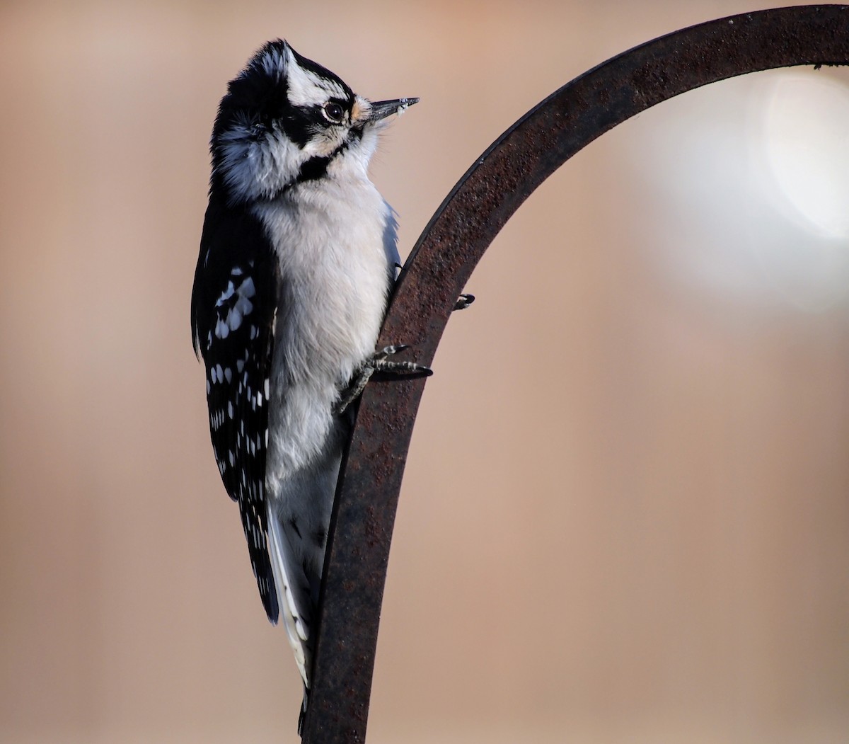 Downy Woodpecker - ML647092393