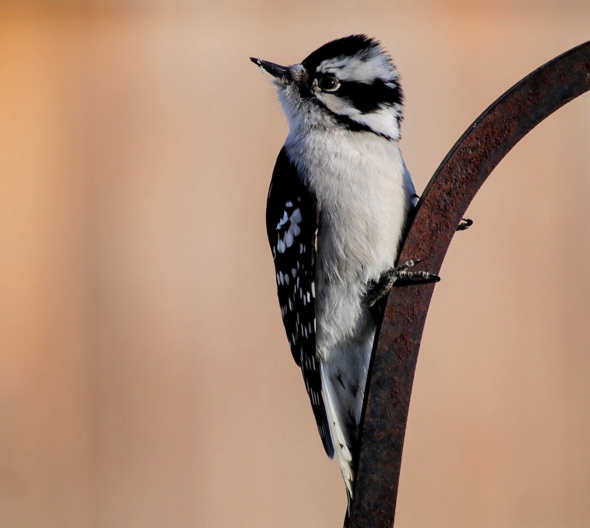 Downy Woodpecker - ML647092398