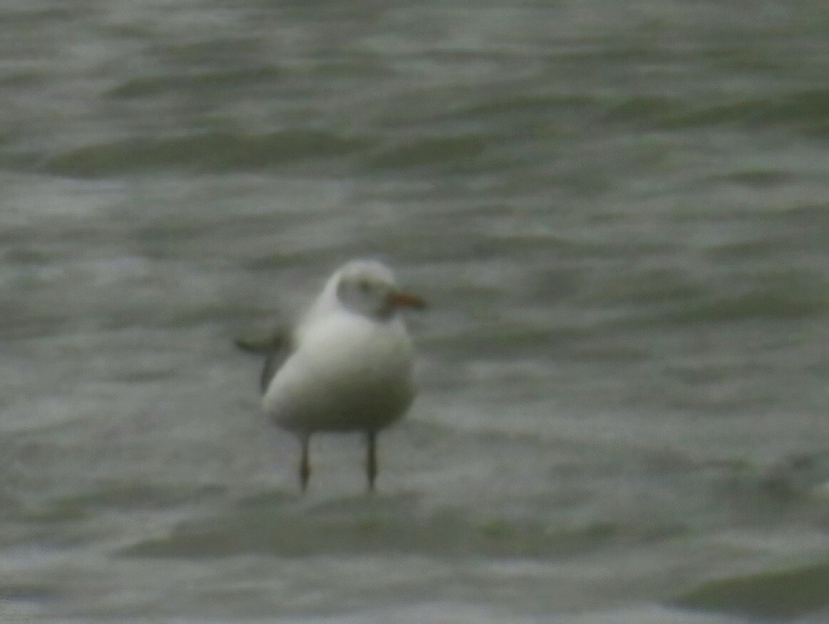 Gray-hooded Gull - ML647092406