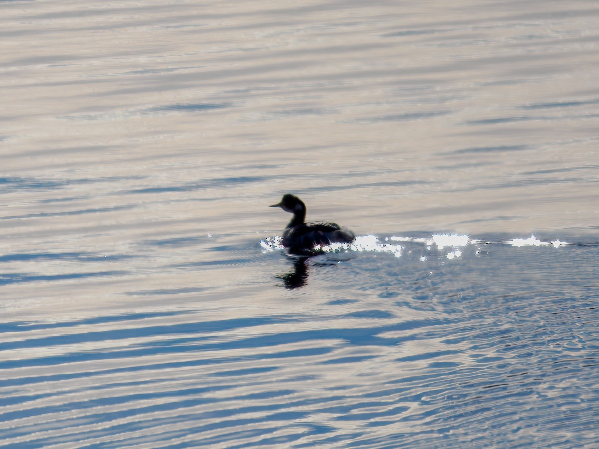 Eared Grebe - ML647092412