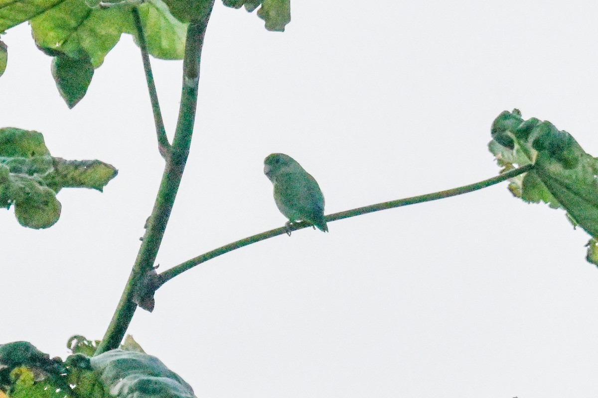 Spectacled Parrotlet - ML647092428