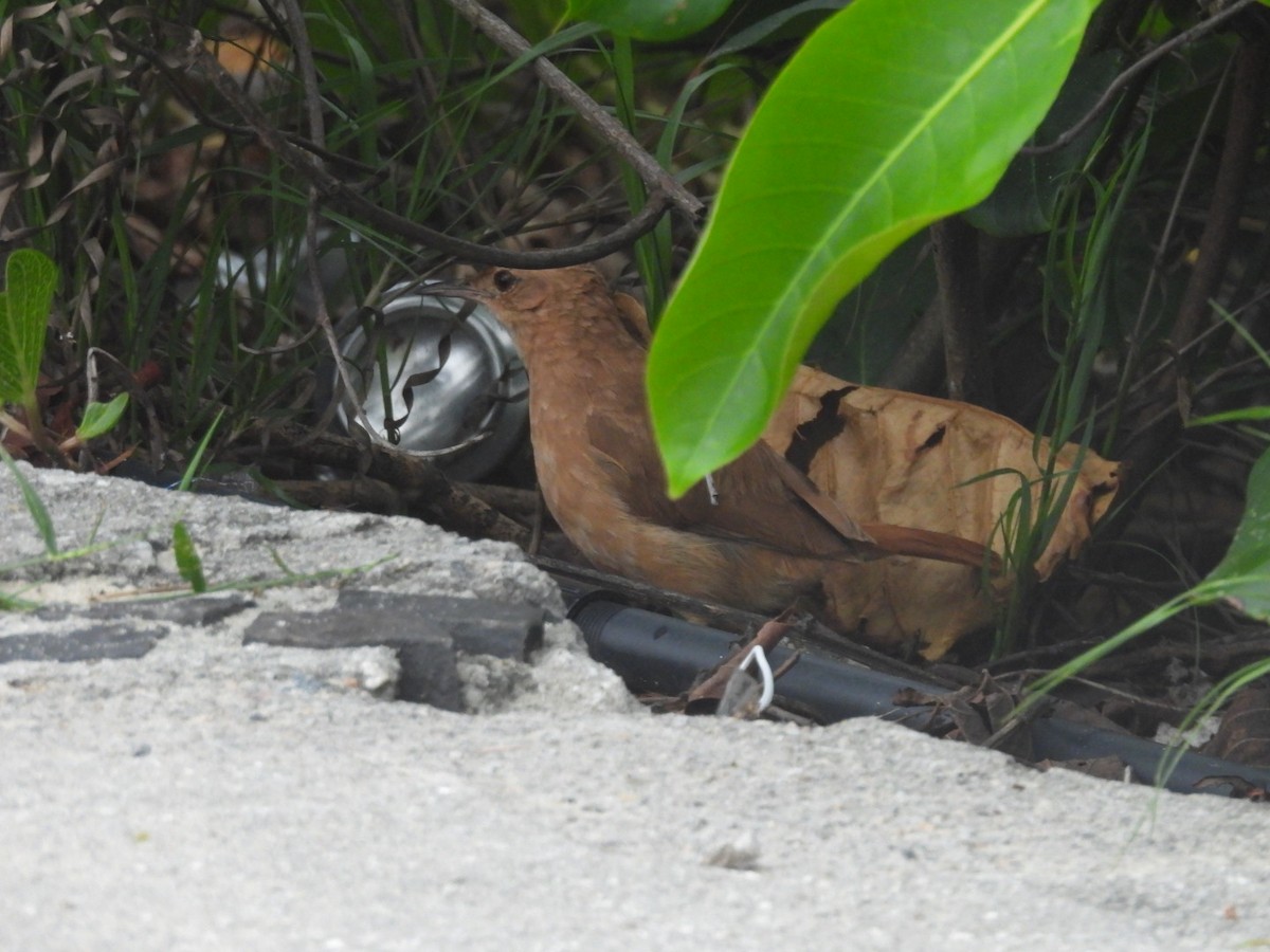 Rufous Hornero - ML647092431