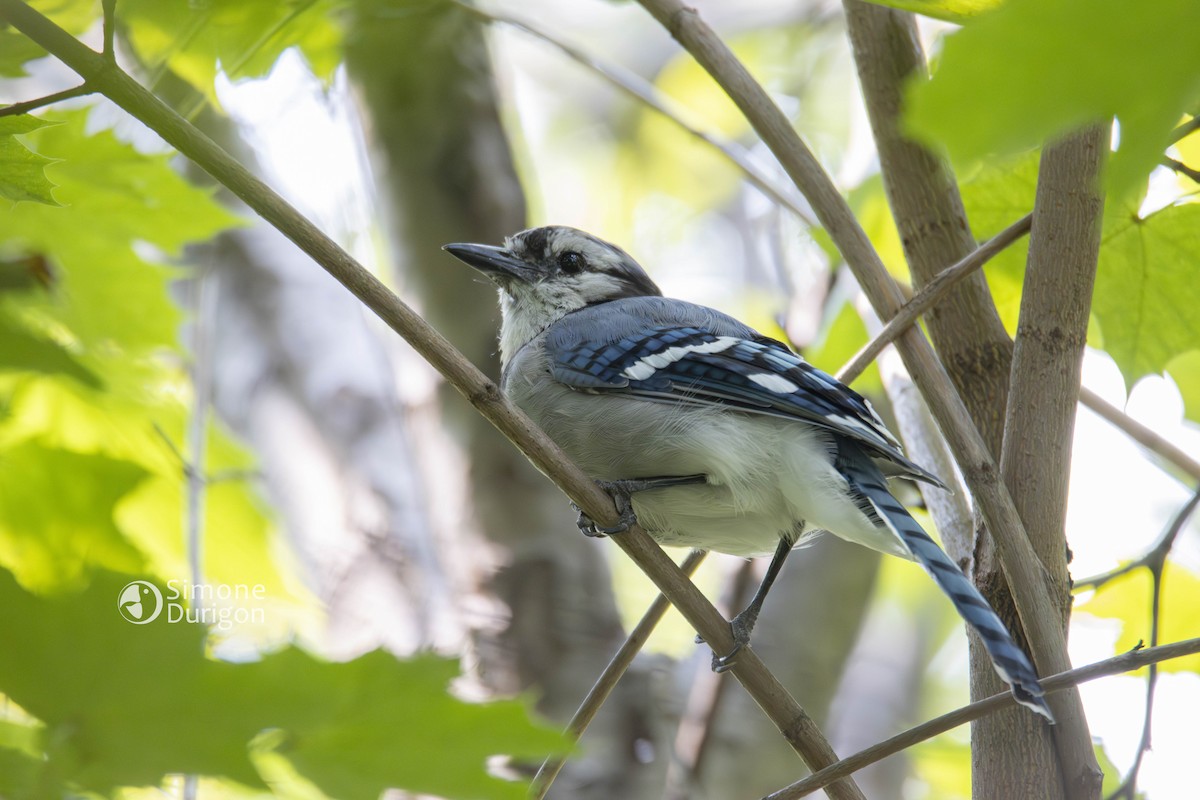 Blue Jay - ML647092439