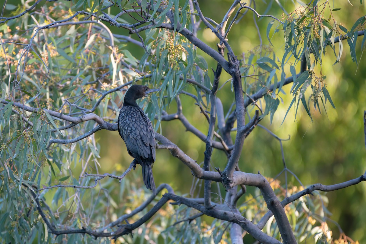 kormorán australský - ML647092454