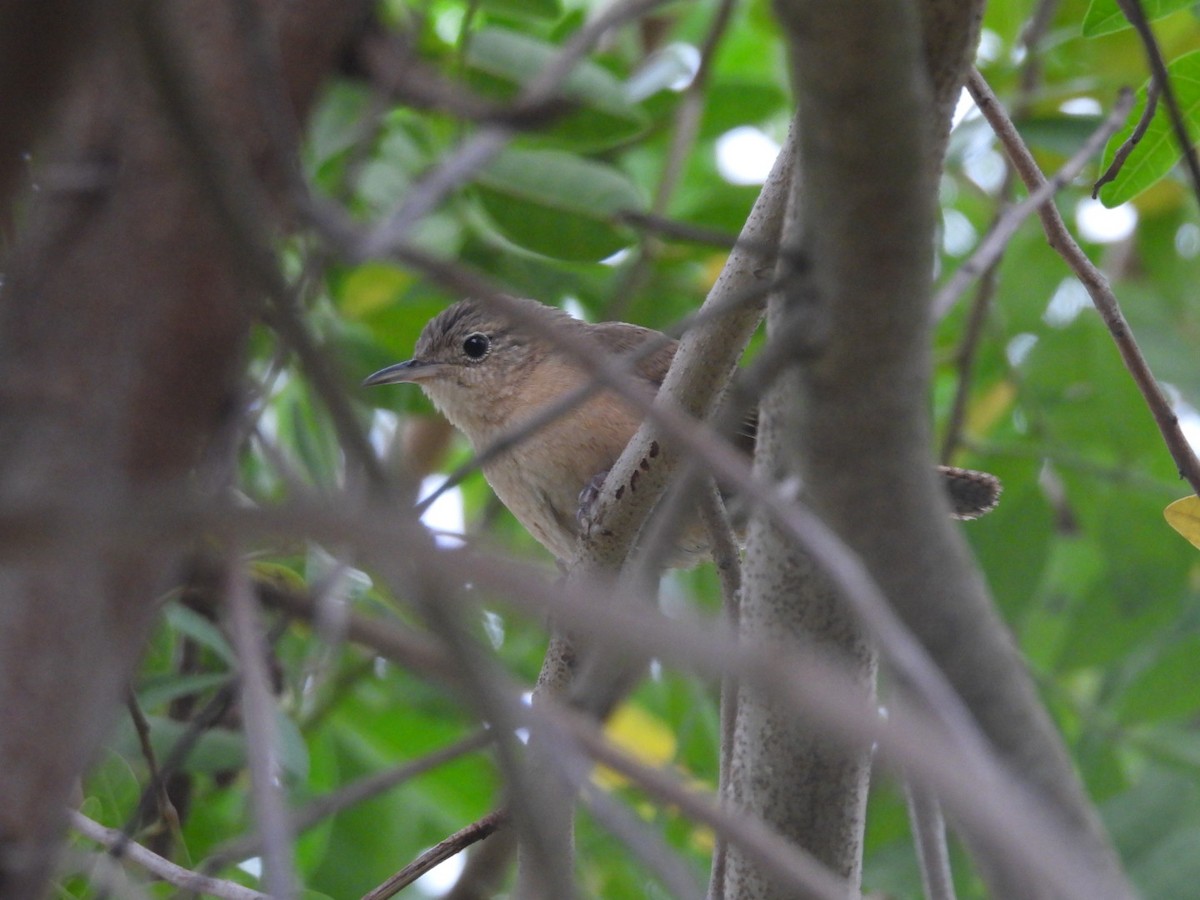 Southern House Wren - ML647092461