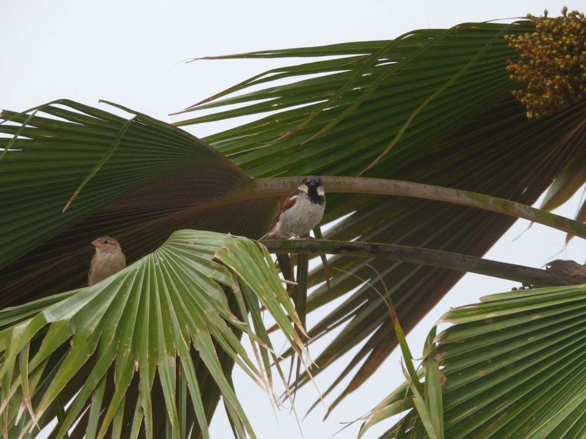 Gorrión Común - ML647092468