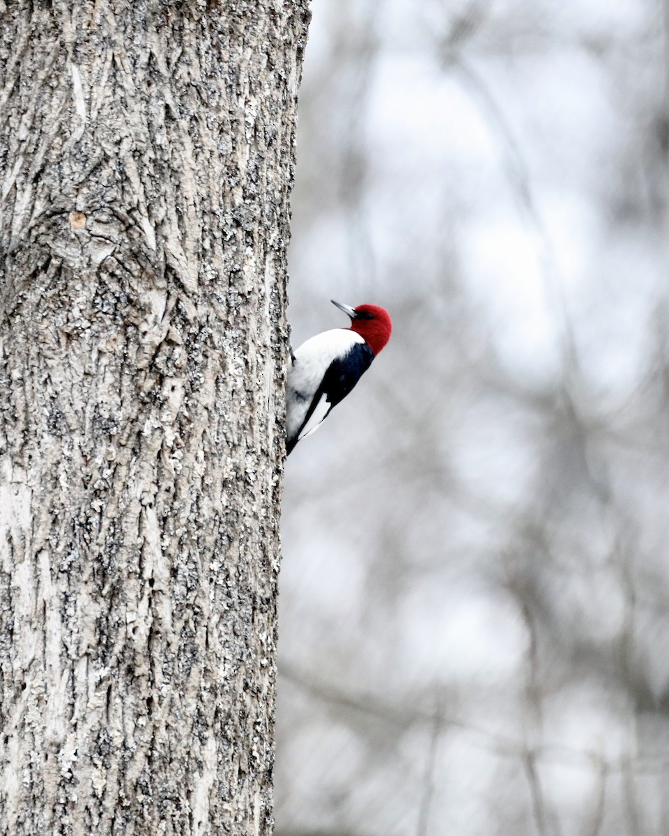 Red-headed Woodpecker - ML647092469