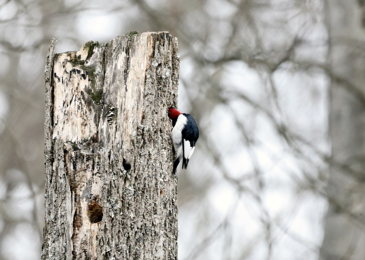 Red-headed Woodpecker - ML647092470