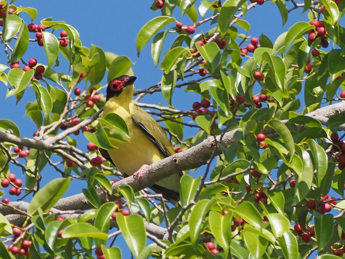 Australasian Figbird - ML647092473