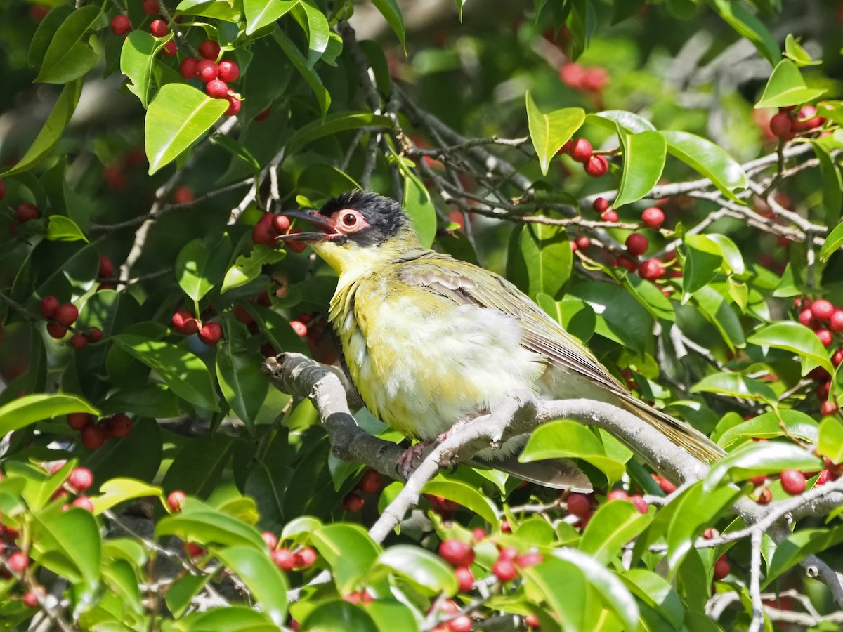 Australasian Figbird - ML647092474