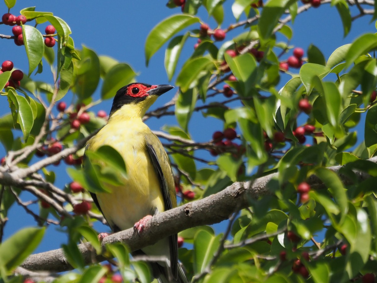 Australasian Figbird - ML647092475