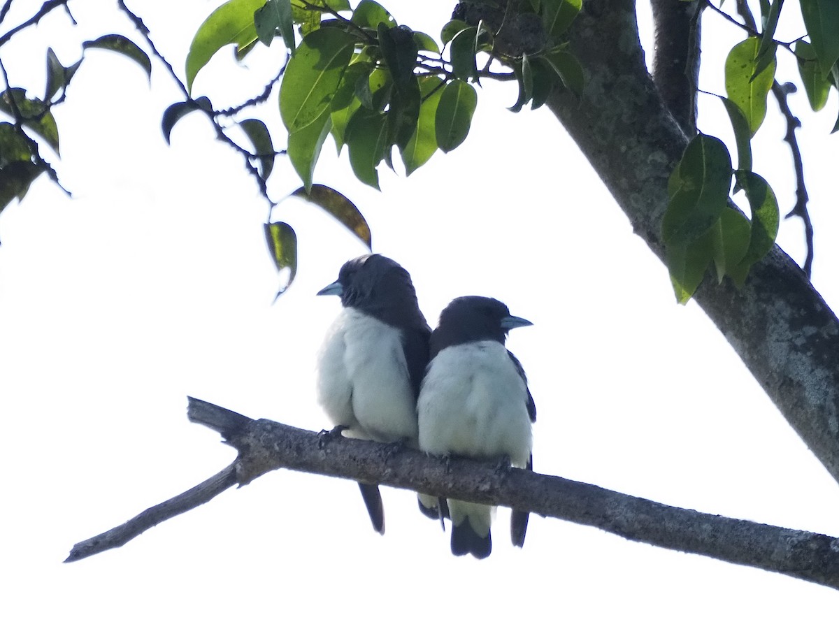 White-breasted Woodswallow - ML647092483