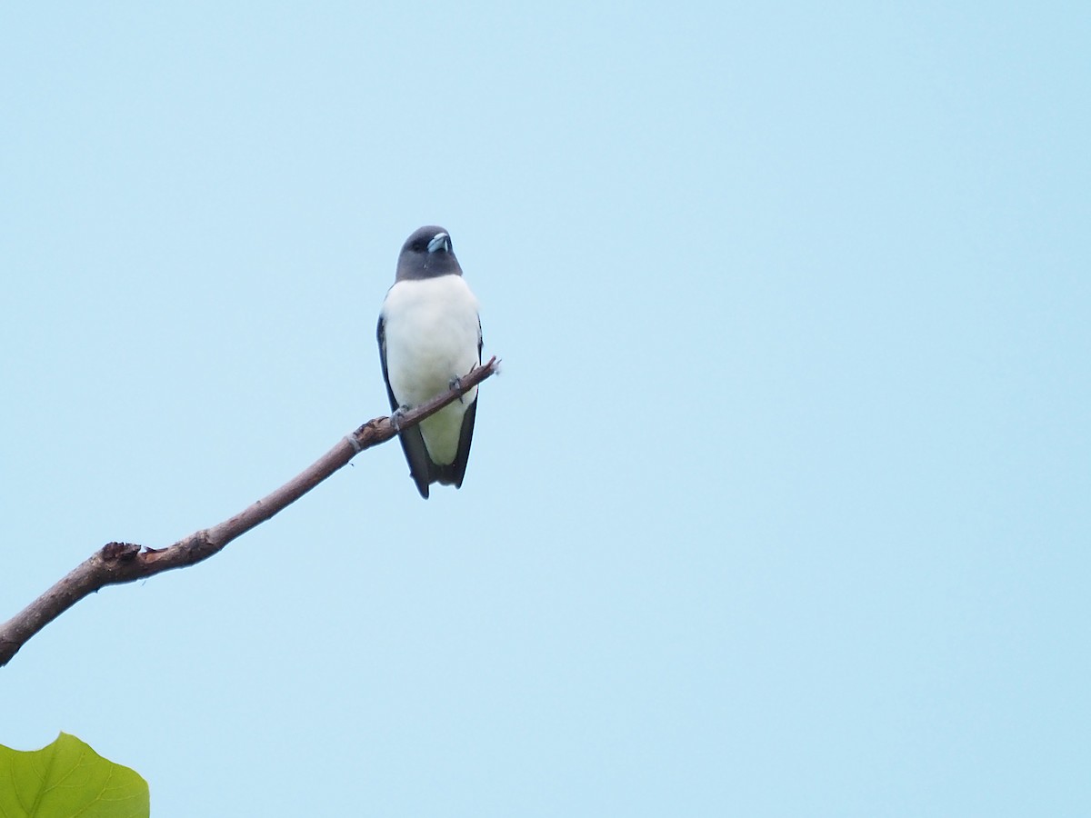 White-breasted Woodswallow - ML647092484