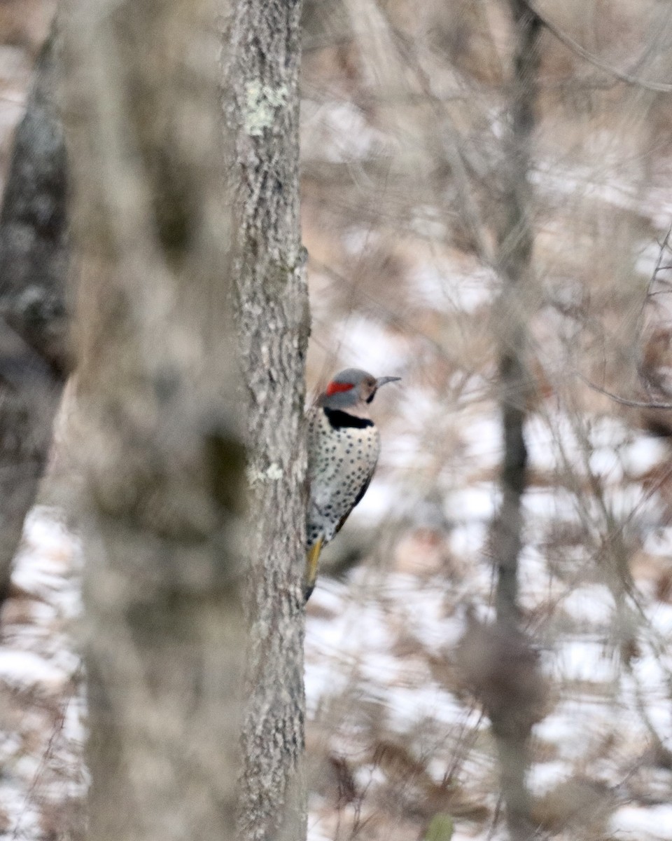 Northern Flicker (Yellow-shafted) - ML647092485