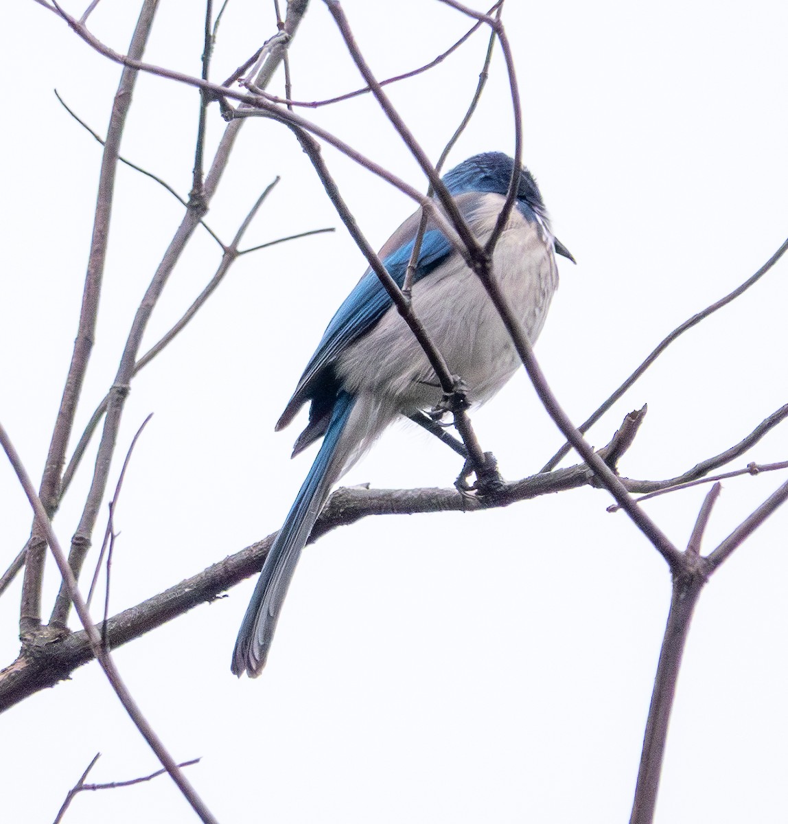 California Scrub-Jay - ML647092486