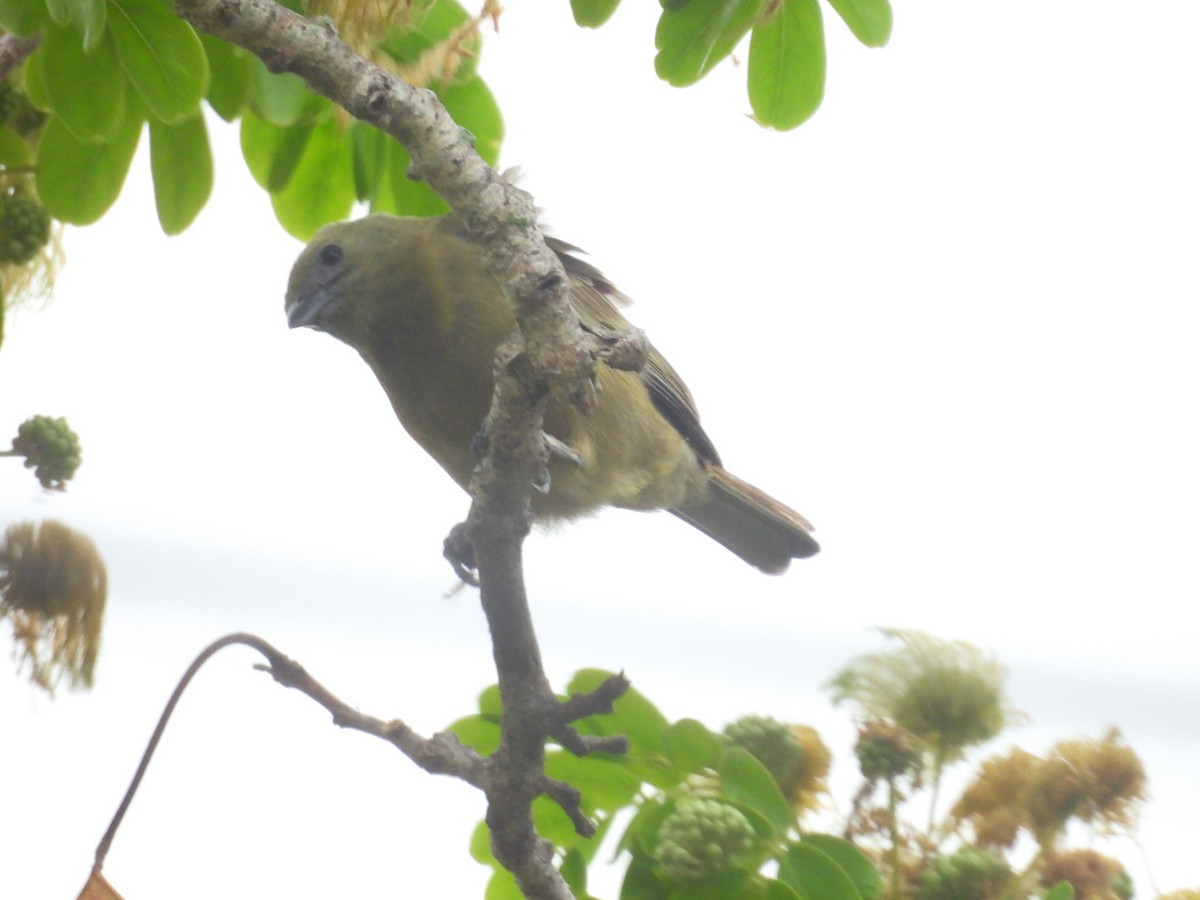 Palmentangare - ML647092495