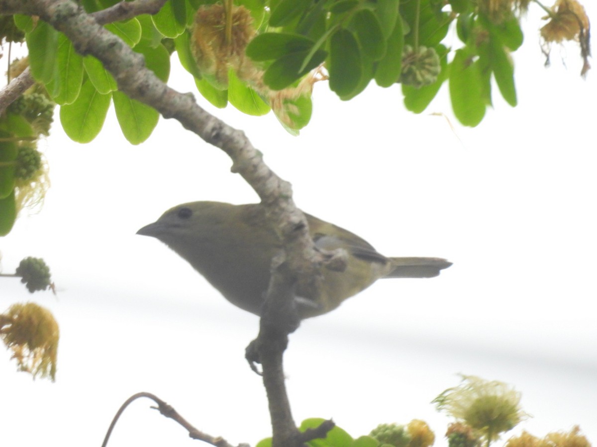 Palmentangare - ML647092496