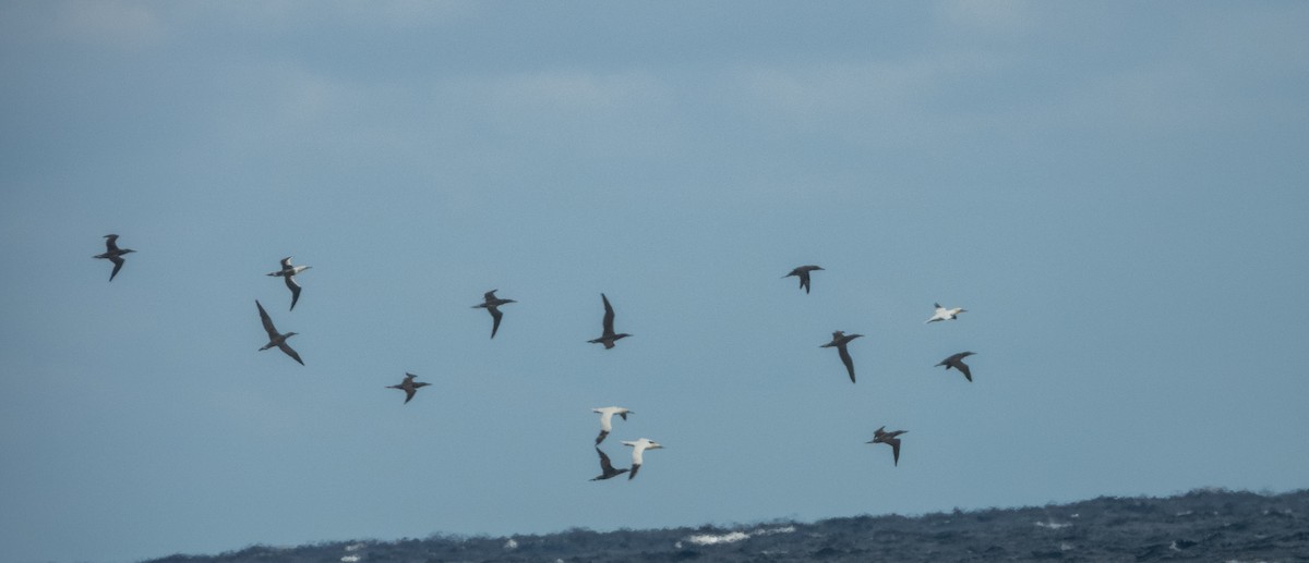 Alcatraz Atlántico - ML647092501