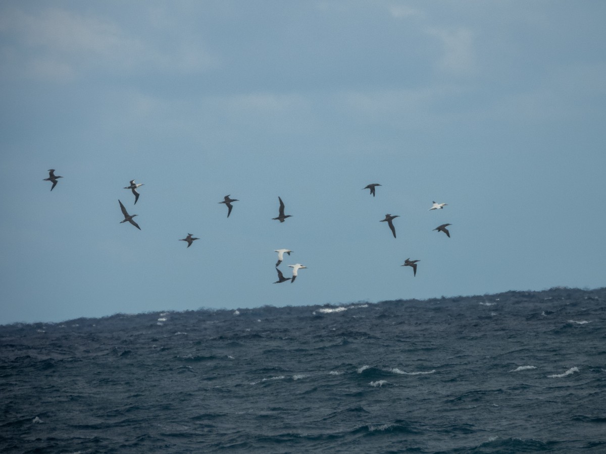 Alcatraz Atlántico - ML647092502