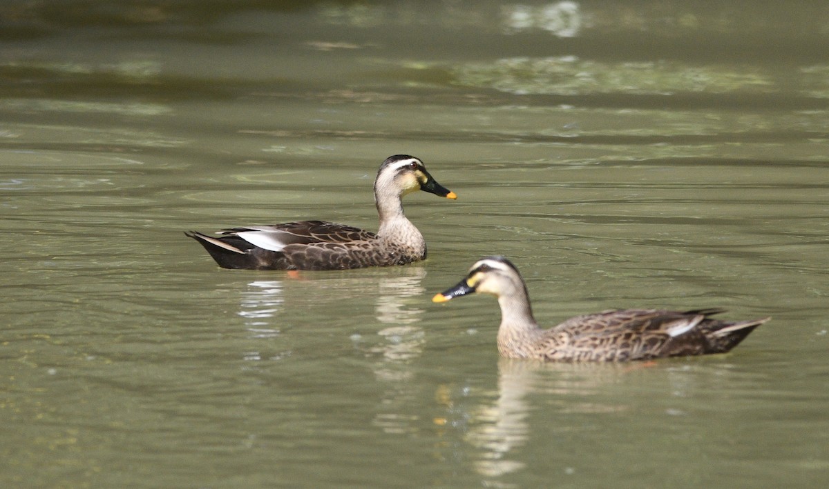 カルガモ - ML647092503