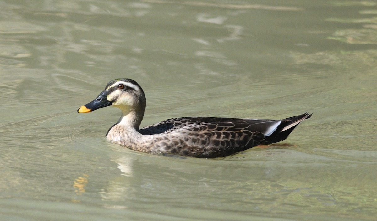 カルガモ - ML647092504