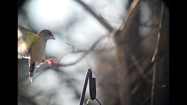 Evening Grosbeak - ML647092519
