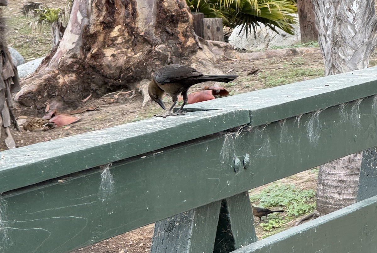 Great-tailed Grackle - ML647092520
