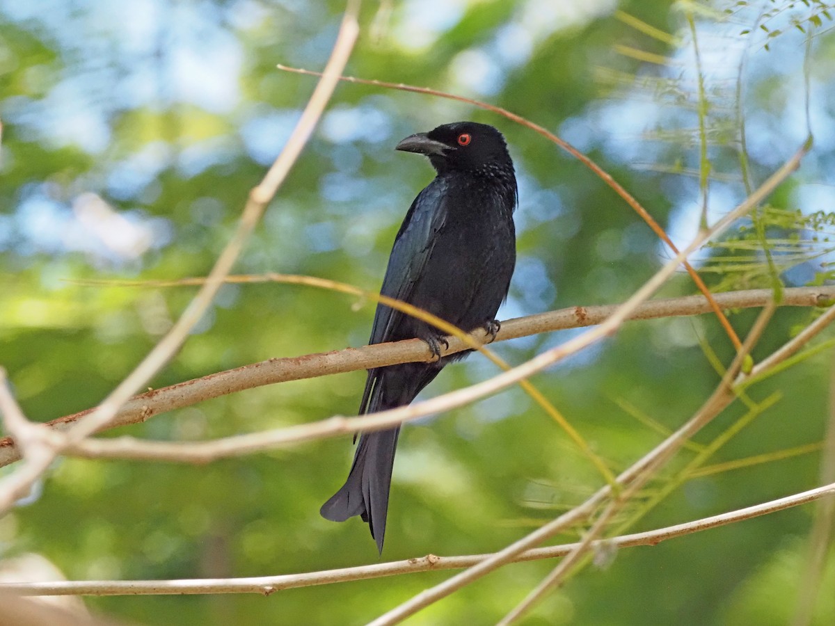 Spangled Drongo - ML647092523