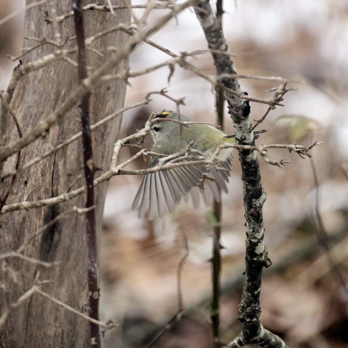 Golden-crowned Kinglet - ML647092543