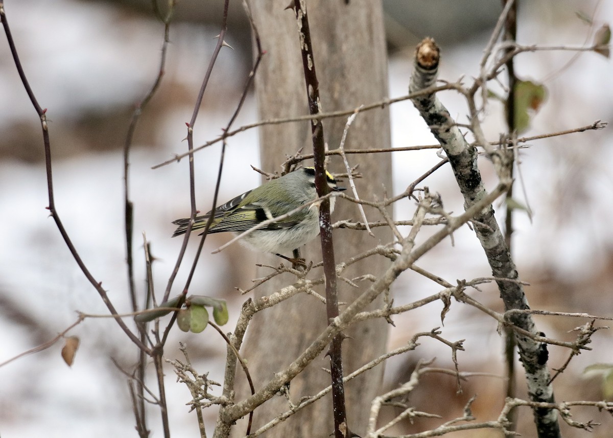 Golden-crowned Kinglet - ML647092544