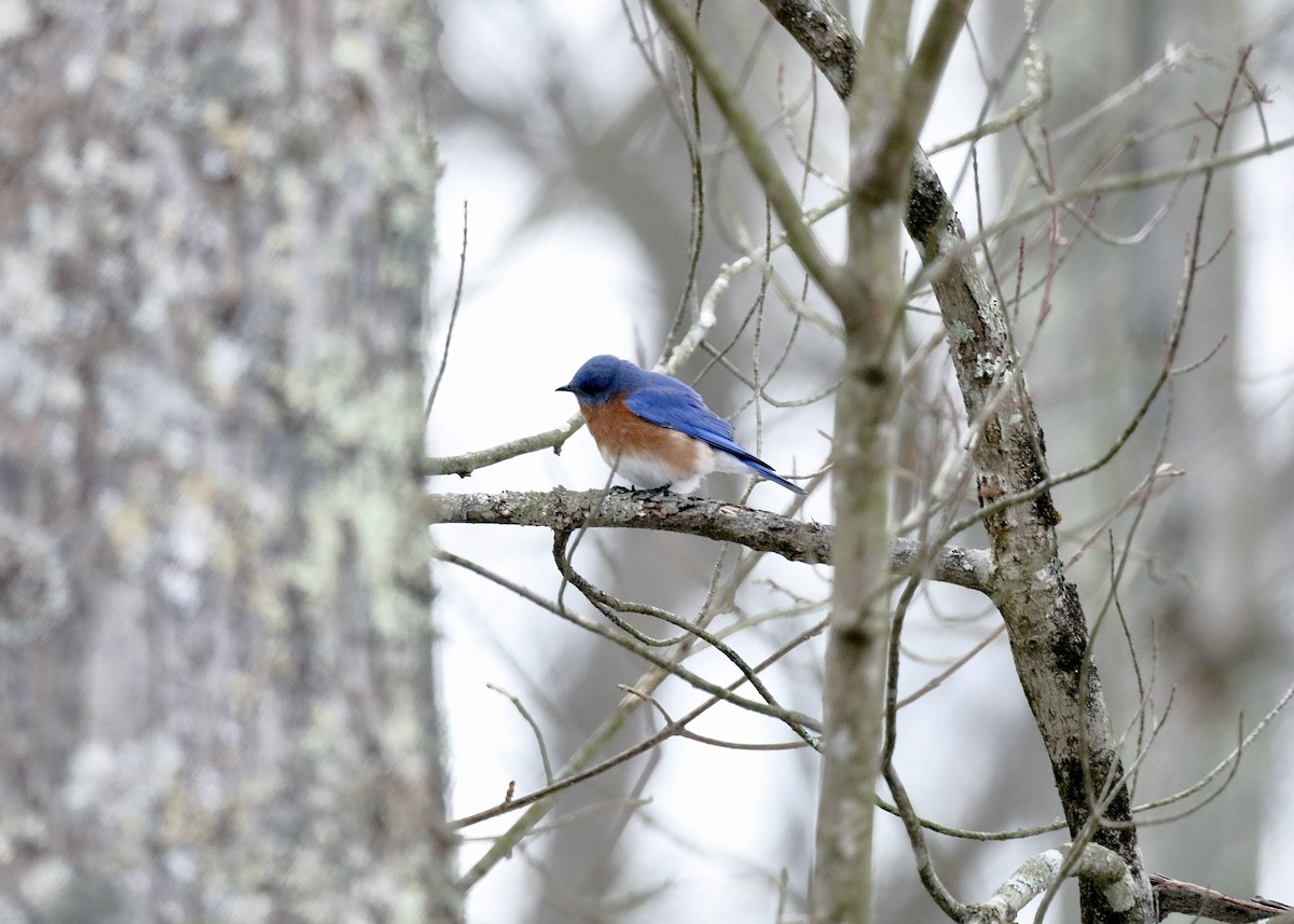 Eastern Bluebird - ML647092547