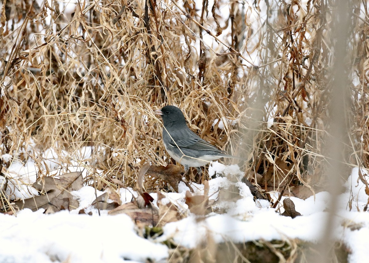 Dark-eyed Junco (Slate-colored) - ML647092550