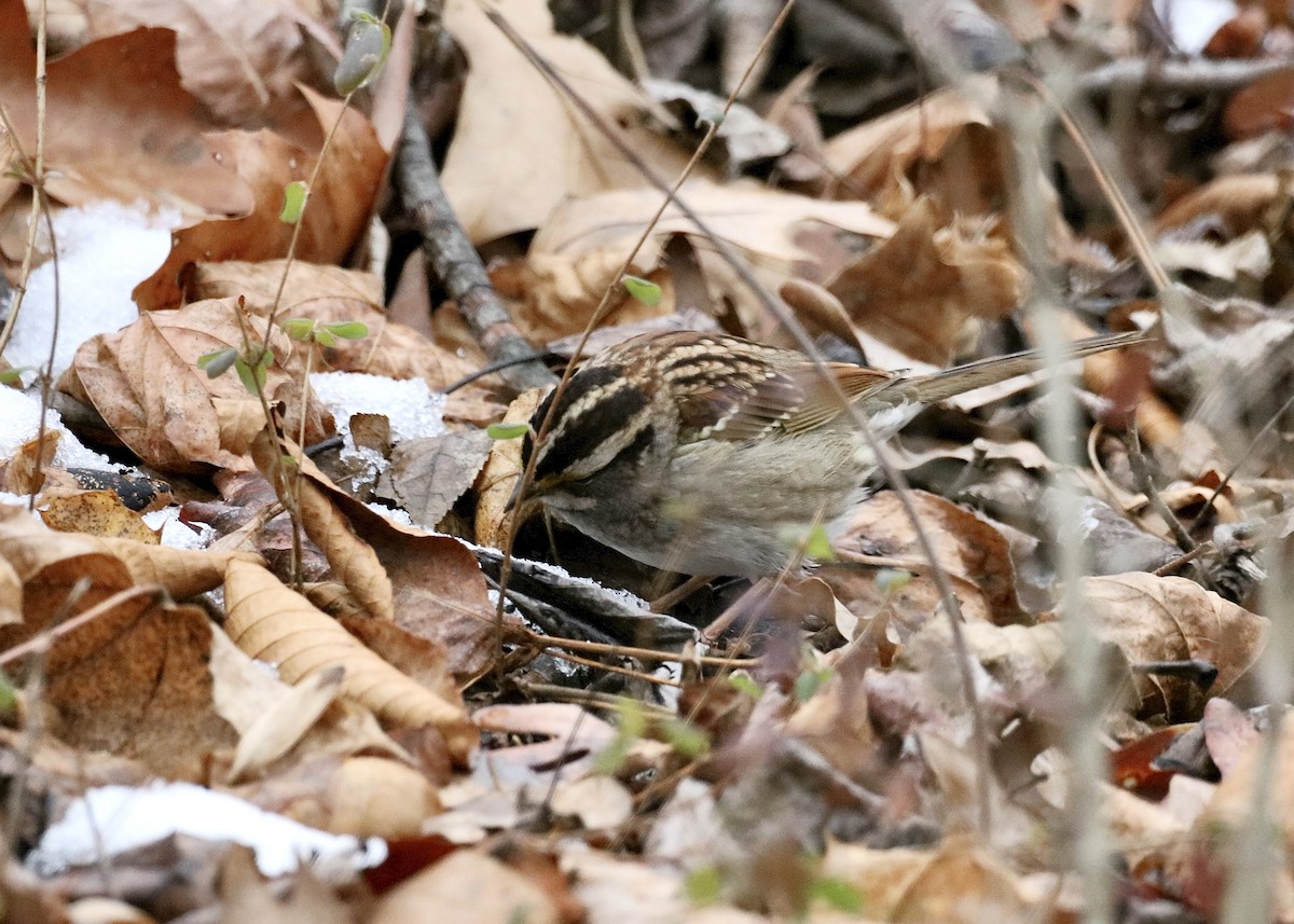 White-throated Sparrow - ML647092555