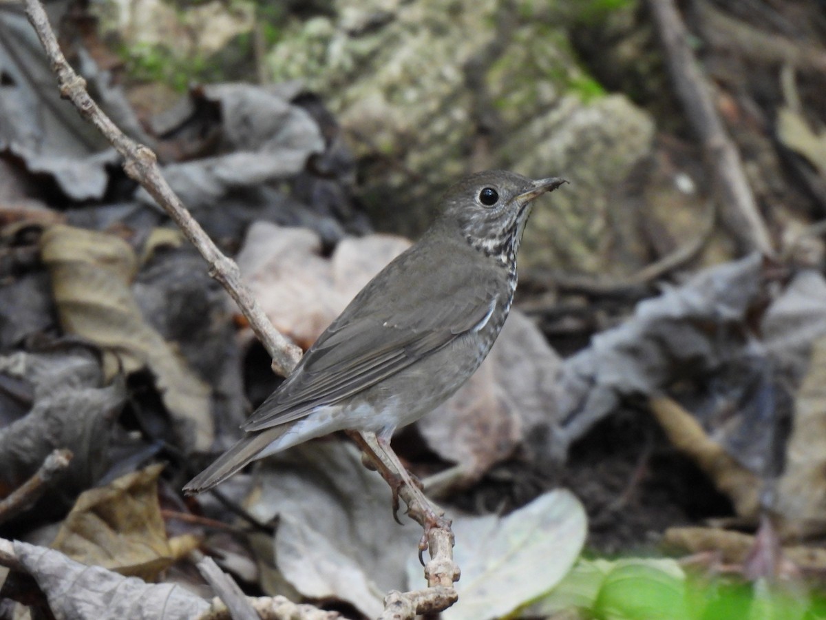 gråkinnskogtrost - ML647092561